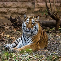 باغ وحش ارم