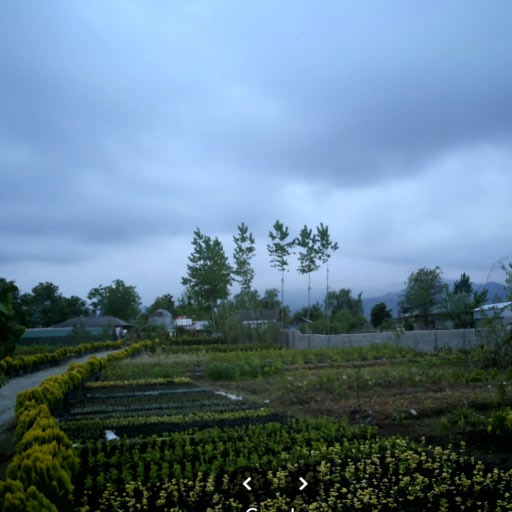 گل و گیاه منصوری